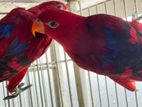 Moluccan Red Lory Adult Pair