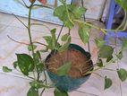 Money plant for sell