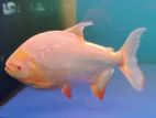 Albino pacu Fish Sell