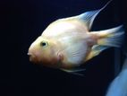 Monster fish, Oscar, parrot for sale