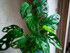 Monstera adansoni plants