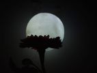 Moon light lamp dream