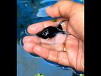 Moontail Molly fish for sell
