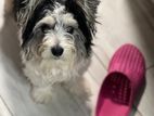 Morkipoo