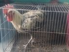ফাওমী মোরগ বিক্রি হবে