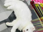 Morte D’arthur Cat