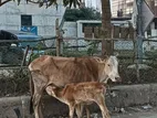 Mother Cow and a Half