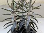 Mother of Thousands Kalanchoe গাছ বিক্রি হবে