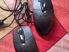 Mouse for sell