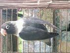 Mouve Personate Female