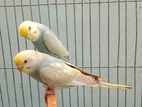 Mouve rainbow budgierigar pair