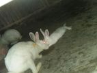 Rabbit sell