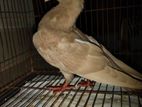 Mukkkhi Pigeon on Sale