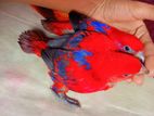 Mulaccan red lory