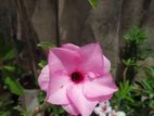 Multi graft adenium for sale