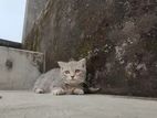 munchkin and Persian mix