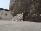 Munchkin And Persian Mix