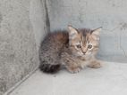 munchkin and persian mix