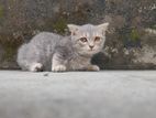 Munchkin cat