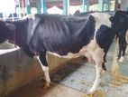 মুন্ডি গাভী ৩টি বিক্রয় হবে অল্প দামে ।(২১৬নং)
