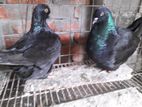 মুন্ডিয়ান রানিং পেয়ার