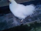 মুরগি(chicken)