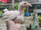 মুরগী বিক্রি