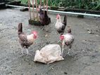 মুরগী বিক্রি