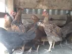 মুরগির বাচ্চা বিক্রয়