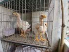 murgir bacha.chickens
