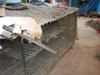 মুরগির খাঁচা