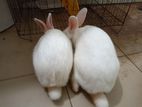2 white rabbit 1 male and female