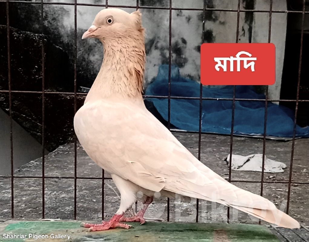 Spartak teleserialidagi porno aktyor