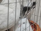 ময়ূরপঙ্খী কবুতর জোড়া, খাঁচা এবং মালসা সব সহ