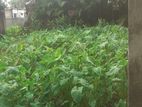 ময়মনসিংহ বলাশপুর জমি বিক্রি