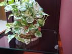 N joy pothos