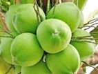 নারিকেল বিক্রয় করবো