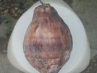 নারকেল বিক্রি করবো