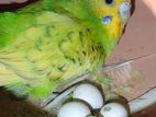 Bird For Sale