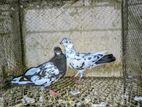NAFTA Pigeon Pair