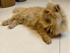 Scottish Persian Cat