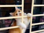 Name : Putul, Age 1.5 Year , Gender Male
