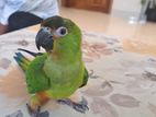 Nanday conure baby