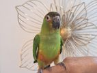 Nansun conure