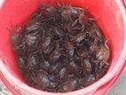 নদীর দেশি কাকরা বিক্রি করা হয়