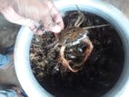 নদীর দেশি কাকরা সেল করা হয়