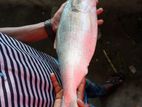 নদীর ফ্রেশ ইলিশ মাছ
