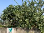 Near 300ft South Facing 5 Katha @ Sector- 3 || Purbachal