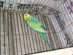 Bird for sell