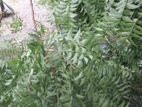 Neem Leaves নিম পাতা
